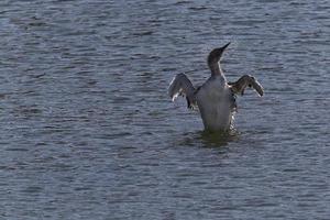 Tauchen Ente Trocknen Flügel im Meer foto