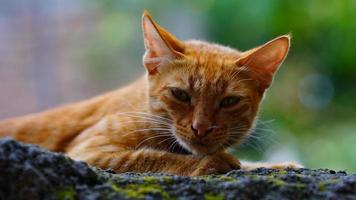 ausgewählt Gesicht von ein klein braun Katze foto