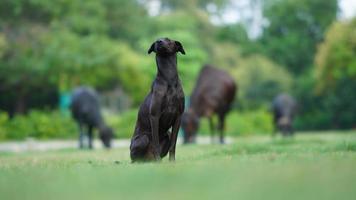 schwarz Hund Sitzung auf Gras foto