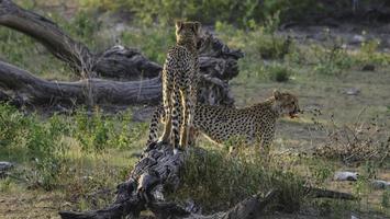 zwei geparden im etosha nationalpark, namibia. foto