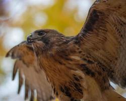 ein rotschwanzig Falke Posieren zu nehmen aus von es ist Barsch im ein Wald im Ontario. foto