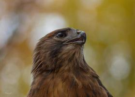 ein rotschwanzig Falke im ein Ontario Wald. foto