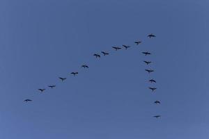 Herde von Vögel fliegend im ein klar Blau Himmel foto
