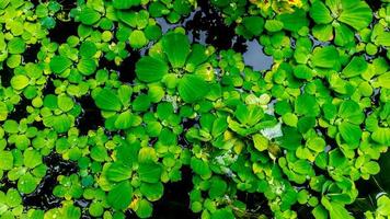 schöne und erstaunliche grüne Wasserpflanze foto