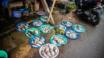 Minahasa, Indonesien Januar 2023, roh Fisch im das tondano traditionell Markt foto