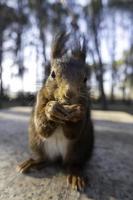 Fütterung ein Eichhörnchen im das Wald foto