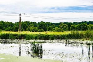 Schönes Grassumpfschilf, das am Uferreservoir in der Landschaft wächst foto