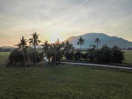 grünes Feld mit Kokospalmen foto