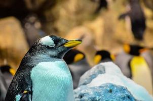 Pinguine beim das Zoo foto