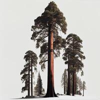 viele von Kalifornien Redwoods im Vorderseite von ein Weiß Hintergrund - - ai generiert Bild foto