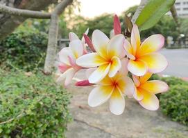 Weiß Frangipani, Weiß Plumeria, Tempel Baum, Friedhof Baum, das Blumen Blühen im das Garten aussehen Schön, Frangipani, Plumeria, Tempel Baum, Friedhof Baum Dort sind viele im das tropisch Zone. foto