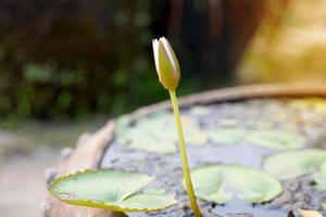 Lotus Knospen im Lotus Töpfe benutzt zu schmücken das draußen von das Haus. Sanft und selektiv Fokus. foto