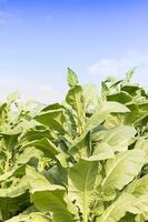 Feld Nicotiana tabacum foto