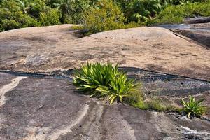 anse Haupt Natur Weg enorm Granit Felsen und Mauritius-Hanf, mahe Seychellen foto