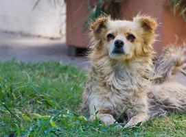 streunend Hund Opfer von Aufgabe und Grausamkeit foto