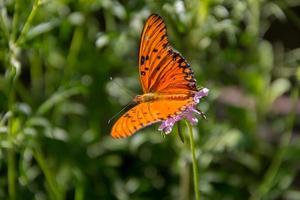 schön Monarch Schmetterling flattern Über lila Blumen und Disteln foto