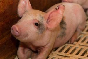 Schwein Brüterei zum Schwein Fleisch Verbrauch im das Feld foto