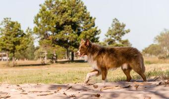 Mischling Hund Kreuze sibirisch Gehen draußen foto