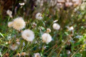 Löwenzahn Kräuter mit defokussiert Hintergrund im Frühling foto