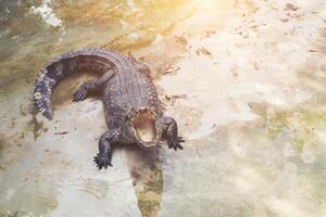 Krokodil im das Teich foto