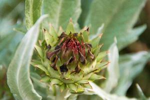 essbar Distel im das Silber von das organisch Garten foto