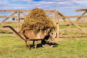 alt Schubkarre geladen mit Alfalfa im das Feld von das Pampa Argentinien foto