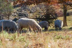 Schaf Weiden lassen im das Cordoba Berge im Argentinien foto