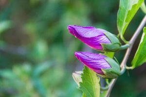 Hibiskus Syriacus Knospe auf aus von Fokus Hintergrund foto