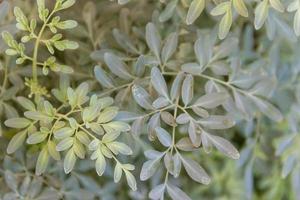 Blätter von das medizinisch Pflanze Ruta Graveolens mit unkonzentriert Hintergrund foto