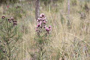 wild Blumen Das wachsen im das Berge foto