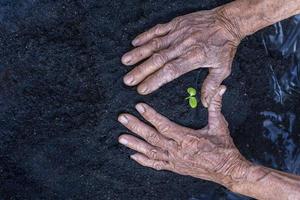 Frau Senior Hände Show schön wenig Grün Baum Pflanzen oder jung Pflanzen vorbereiten zum Pflanzen im Fülle Boden zum Landwirtschaft. Pflege von Umfeld. Ökologie Konzept foto