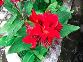 schön Weiß rot Orange Canna Lilie Blume foto