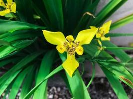 trimezia Blume oder trimezia martinicensis von Iridaceae Familie. s foto