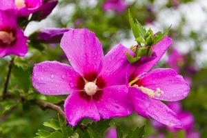 Hibiskus Syriacus unter das Regen National Blume von Süd Korea foto