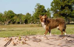 Mischling Hund Kreuze sibirisch Gehen draußen foto