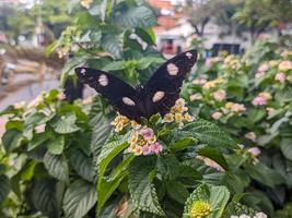 ein schließen oben von hypolimnas bolina haftet zu das Lantana Camara Pflanze foto