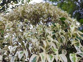 ein schließen oben Ficus benjamina variegata foto