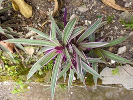 ein schließen oben von tradescantia Spatacea Pflanze foto