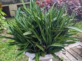 ein schließen oben von Dracaena trifasciata Pflanze foto