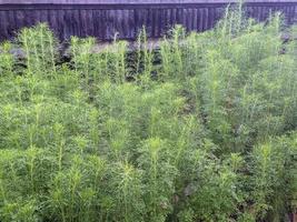 ein schließen oben von foeniculum vulgare foto