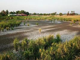 trocken Land beim Paddy Feld foto