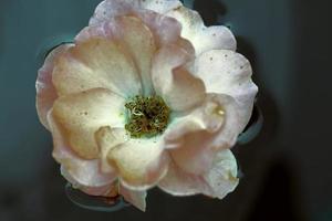 Jahrgang Blumen. Rosa mystisch Rose Hüften im dunkel Wasser. Blumen- Hintergrund. foto