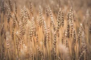 Nahansicht eines Weizenfeldes, das zur Ernte bereit ist foto