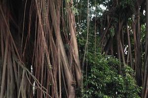 künstlerisch Bajan Wurzeln oder Ficus Wurzeln foto