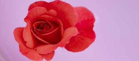 Nahansicht von ein schön Rose Blume auf ein Rosa Hintergrund. foto