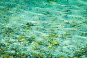 Fisch schwimmen im klar Türkis Wasser im persisch Golf, Mitte Osten foto