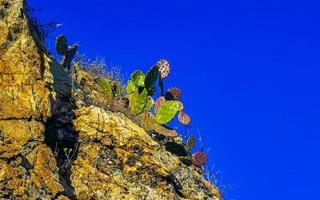 Felsen Klippen bewachsen mit Natur Pflanzen Bäume Gebüsch Blumen Kakteen. foto