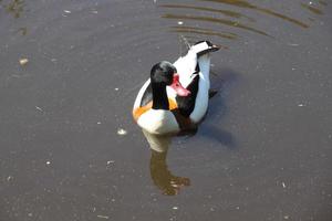 ein Aussicht von ein Shelduck foto