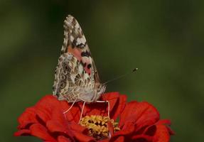 schließen oben von gemalt Dame Schmetterling auf Zinnie Blume foto