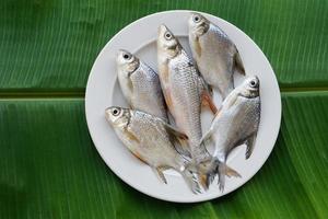 roh Fisch zum Kochen auf Weiß Platte, Grün Blatt Hintergrund. Konzept, essbar lokal frisches Wasser Fisch von Fluss im Thailand. Plötze Fisch. Essen Zutaten. foto